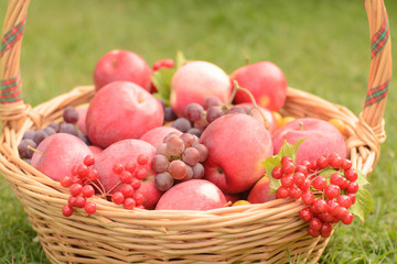 Grapes, apples and plums in a basket in the clearin