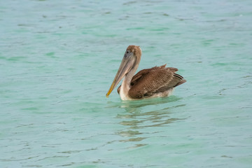 beautiful pelican on the sea in venezuela