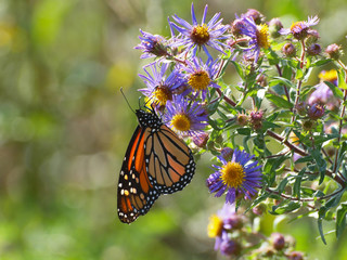 butterfly on a flower