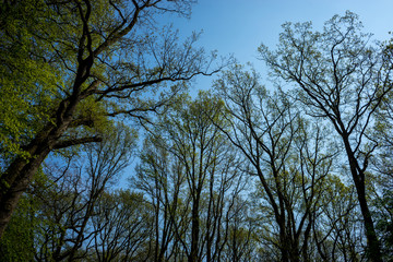 Netherlands,Lisse, LOW ANGLE VIEW OF TREES AGAINST SKY