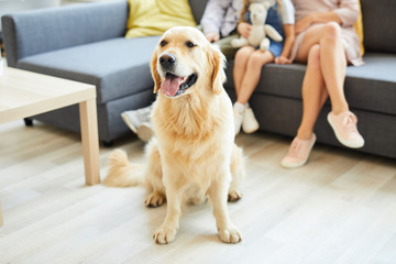Young friendly golden labrador sitting on the floor of living-room with family of three on background