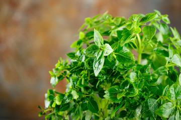 Fresh Leaves of basil