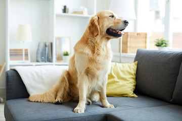 Young fluffy purebred golden retriever sitting on sofa in living room and looking through window