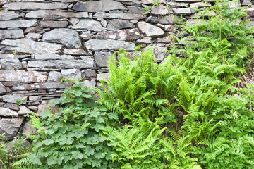 Natural background. Texture of a stone wall covered with green plants