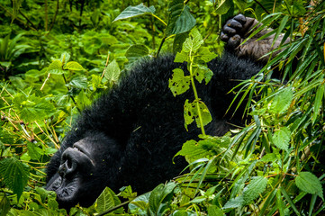 A female mountain gorilla from the Sabinyo group relaxes in the rainforest of Volcanoes National Park in Rwanda, Central Africa © Kylie