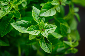 Fresh Leaves of basil