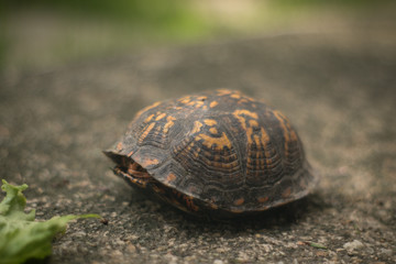 eastern box turtle in shell 3