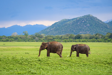 Elephants in Sri Lanka. Two young asian elephants in Minneriya National Park, Sri Lanka. Asian...