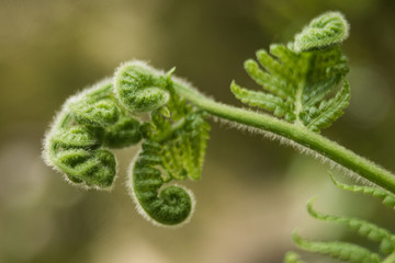 Unfurling Fern 4