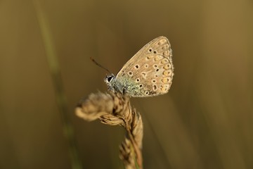 Brown Argus Butterfly, U.K.
Macro image of Lepidoptera.