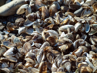 shells on the beach