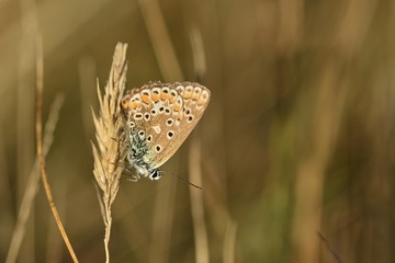 Brown Argus Butterfly, U.K.
Macro image of lepidoptera on grassland.