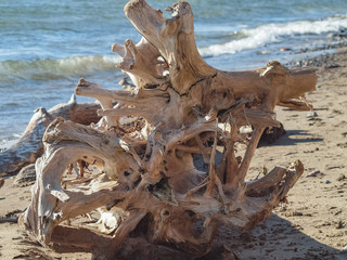 driftwood