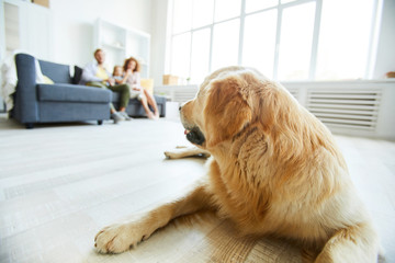 Young fluffy golden labrador lying on the floor and looking at family of three sitting on sofa on background