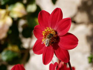 Abeille fleur