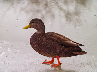 duck on ice