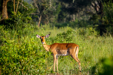 A solitary female Ugandan Kob antelope at Lake Mburo National Park in Uganda