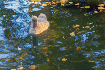 Swan cub swims in the pond