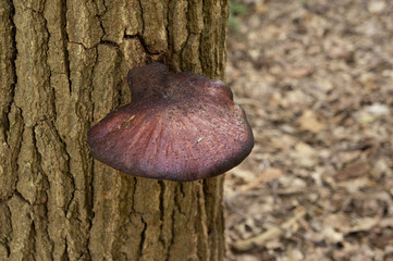 Mushroom on a tree trunk in Autumn Forest in Netherlands