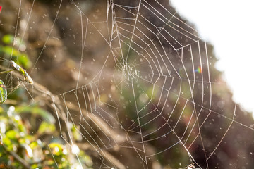 Spider web glistening in ocean spray at the beach