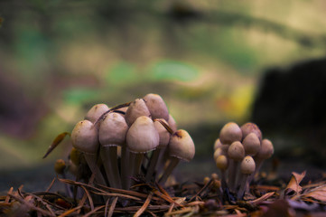 Mushroom on a tree trunk in Autumn Forest in Netherlands