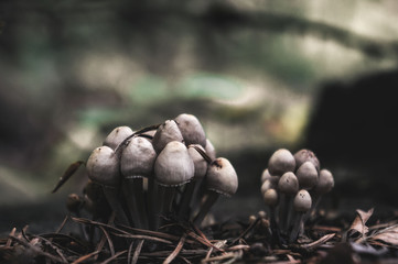 Mushroom on a tree trunk in Autumn Forest in Netherlands