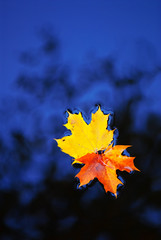 Fallen maple leaves in autumn colors floating on water surface.
