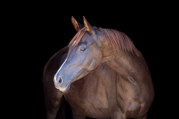 Obraz premium Chestnut horse isolated on black background