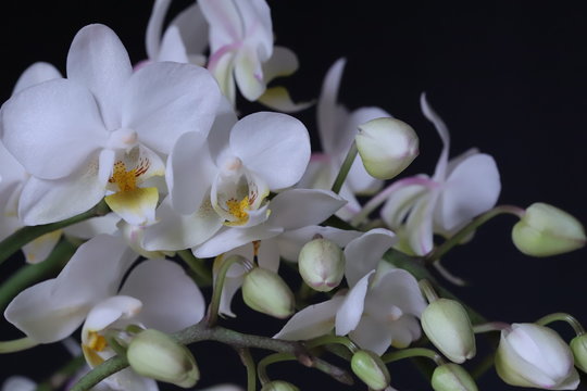 Fototapeta Wild white orchid on a dark blue background