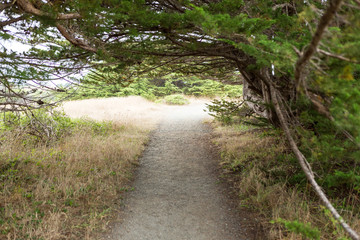 Fototapeta na wymiar Gravel path leading through trees to the beach