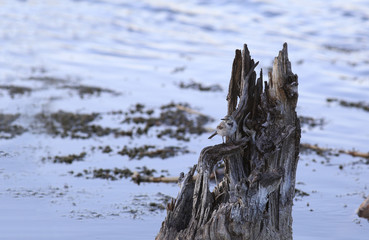 A small wagtail stands on a stump against a pond...