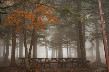 trees in fog autumn 