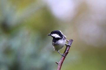 Coal tit on the branch after the rain looking back.