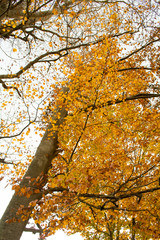 Fall season at the Montseny in Catalonia, Spain.