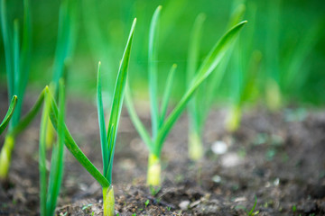 beds with young onions, rows of green onions, green onions in the ground