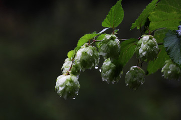 Lonely wet branch of hops. Autumn rain...