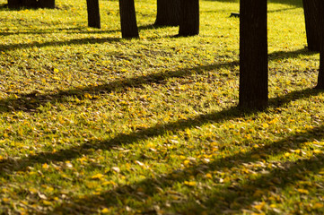 Diagonal trees shadows in an autumn park