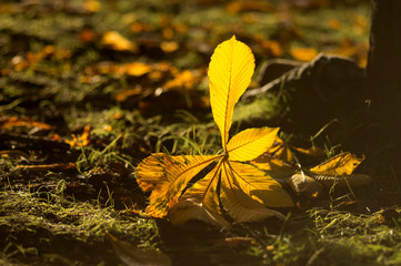 Fallen chestnut leaf in sunlight