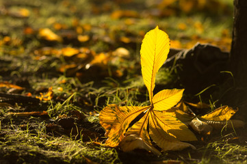 Fallen chestnut leaf in sunlight