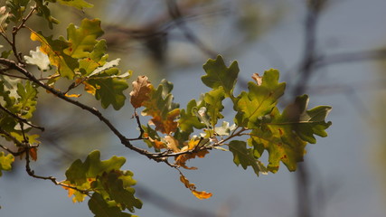 Obraz premium autumn leaves on tree