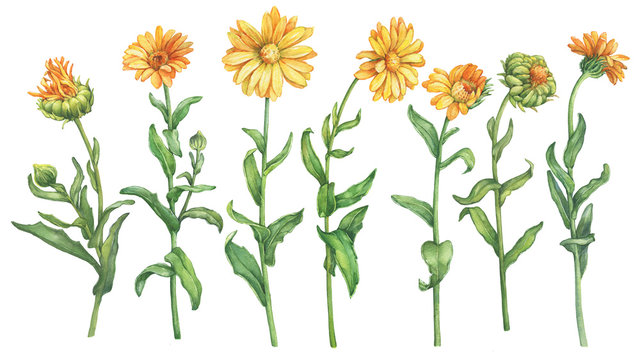 Fototapeta Set orange Calendula officinalis (also known as the field, marigold, ruddles) flower. Watercolor hand drawn painting illustration isolated on a white background.