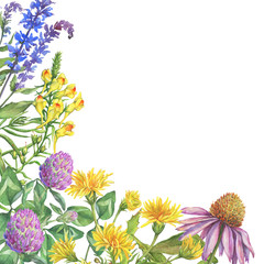 Banner with wildflowers, medicinal herbs. Watercolor hand drawn painting illustration isolated on a white background.