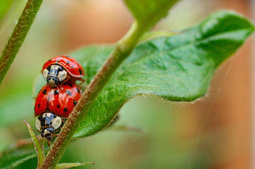 ladybugs on a leaf