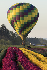 Fototapeta premium Hot air balloons over colorful fields of tulips in the Pacific Northwest