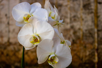 white orchid on rustic background