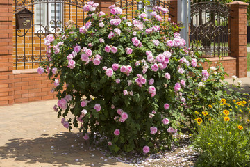 A rose bush with pink flowers luxuriantly blooms in the garden near the grill of the house fence on a spring sunny day.