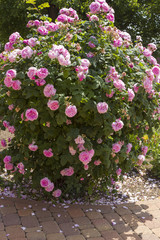 The bush of a rose with pink flowers luxuriantly blossoms in a garden near a garden path in a spring day.