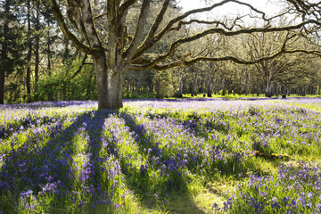 Wild camas flowers growing under oak trees in the Pacific Northwest