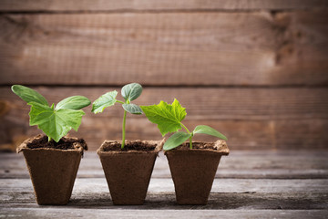 cucumber seedlings on a wooden background