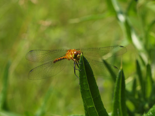 dragonfly